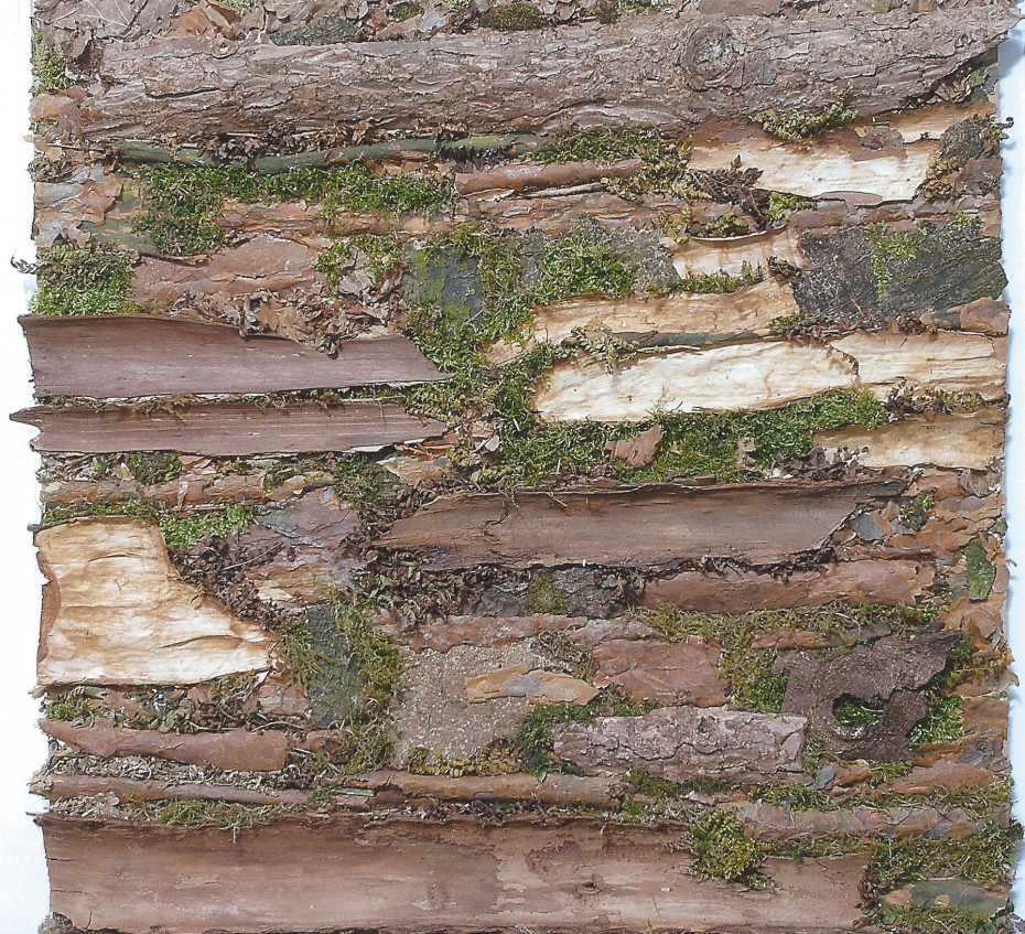 Rindenbild 84 × 80 cm